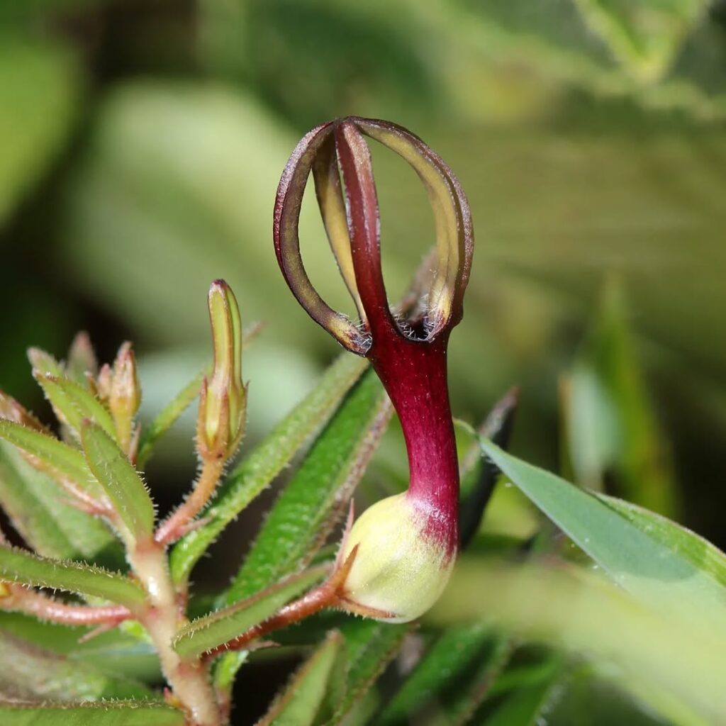 Ceropegia jainii