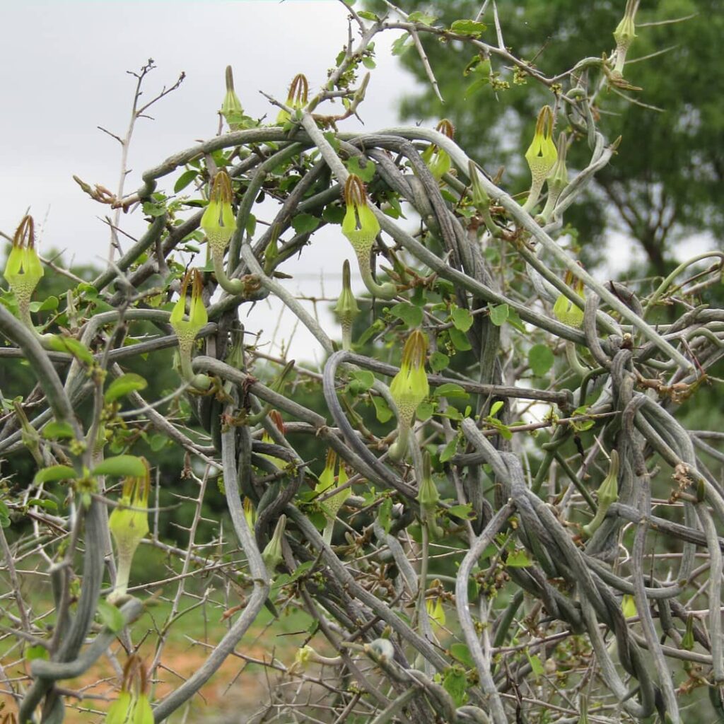 Ceropegia juncea