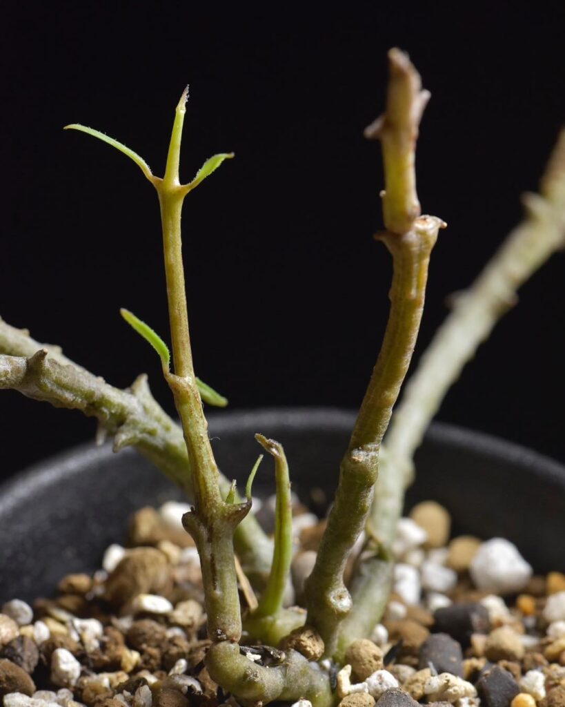 Ceropegia leroyi