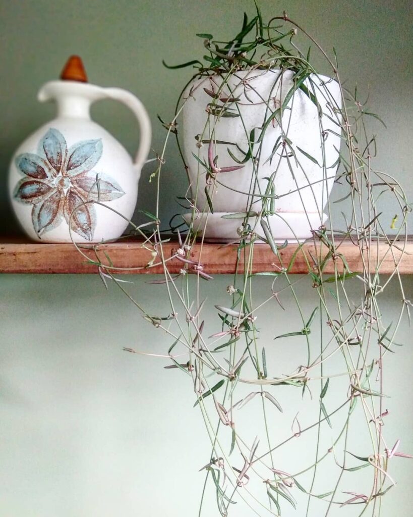 Ceropegia linearis