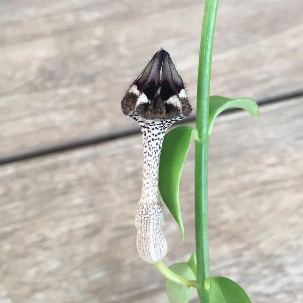 Ceropegia nilotica