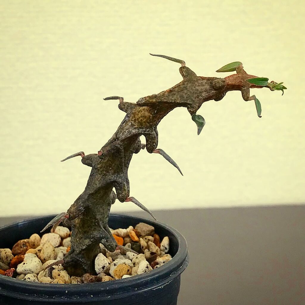 Ceropegia petignatii