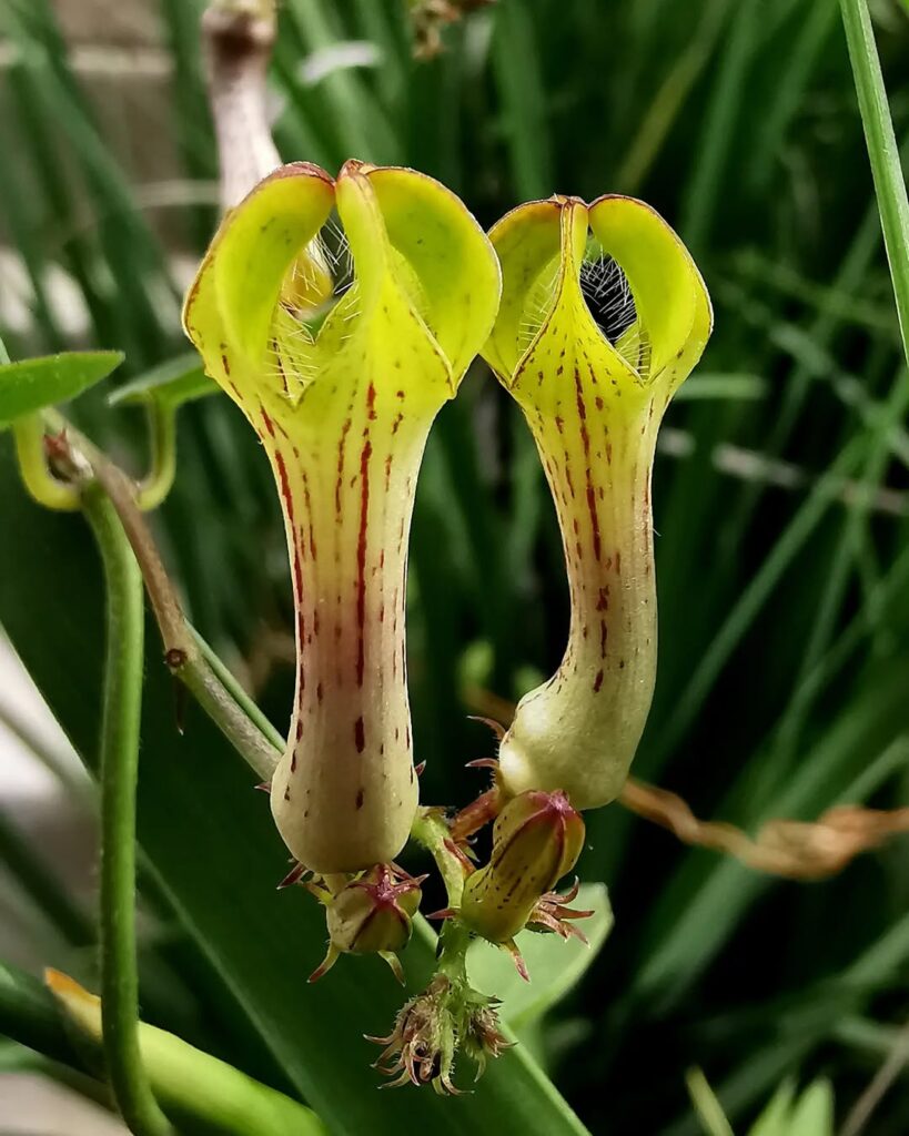 Ceropegia racemosa