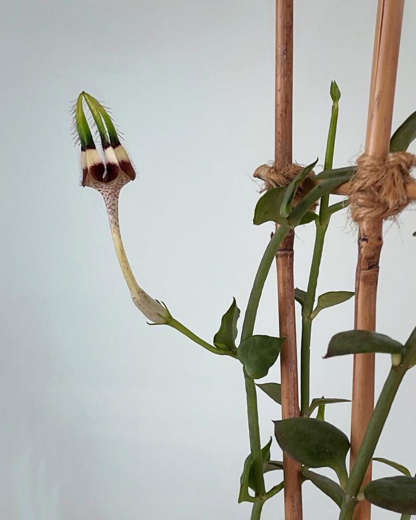 Ceropegia radicans