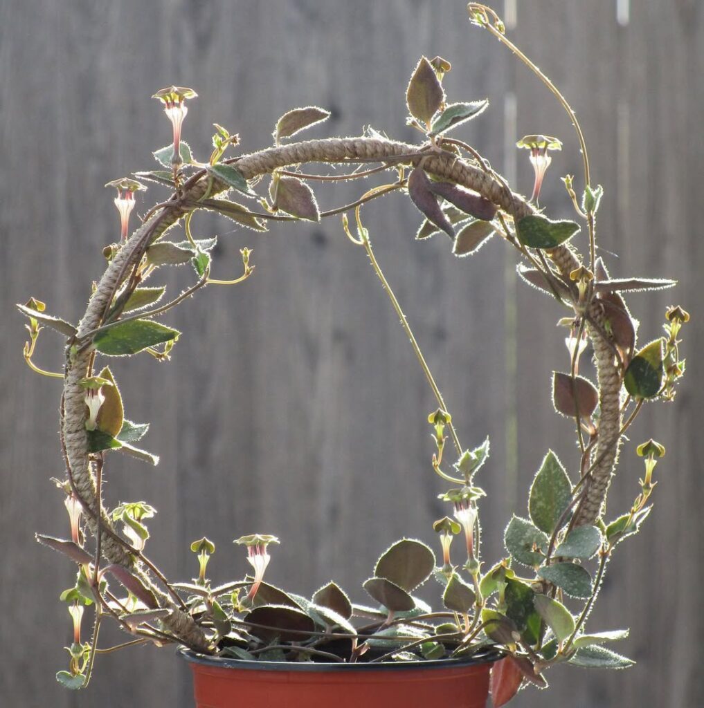 Ceropegia rendallii