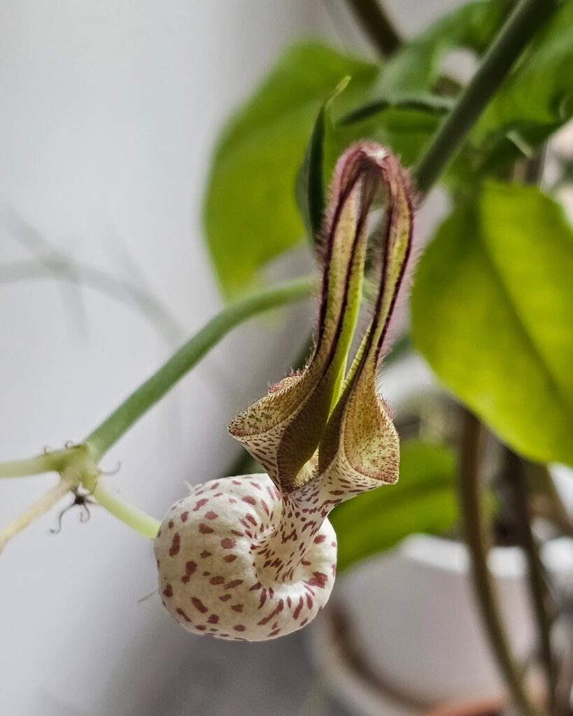 Ceropegia robynsiana