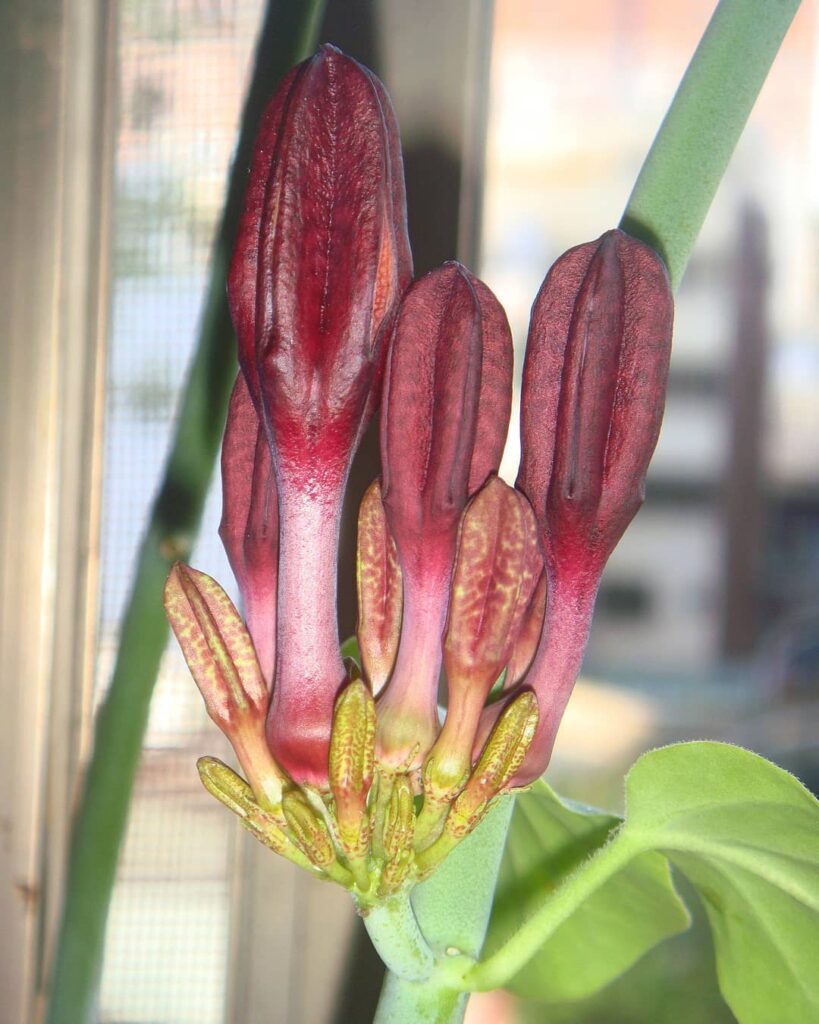 Ceropegia rupicola