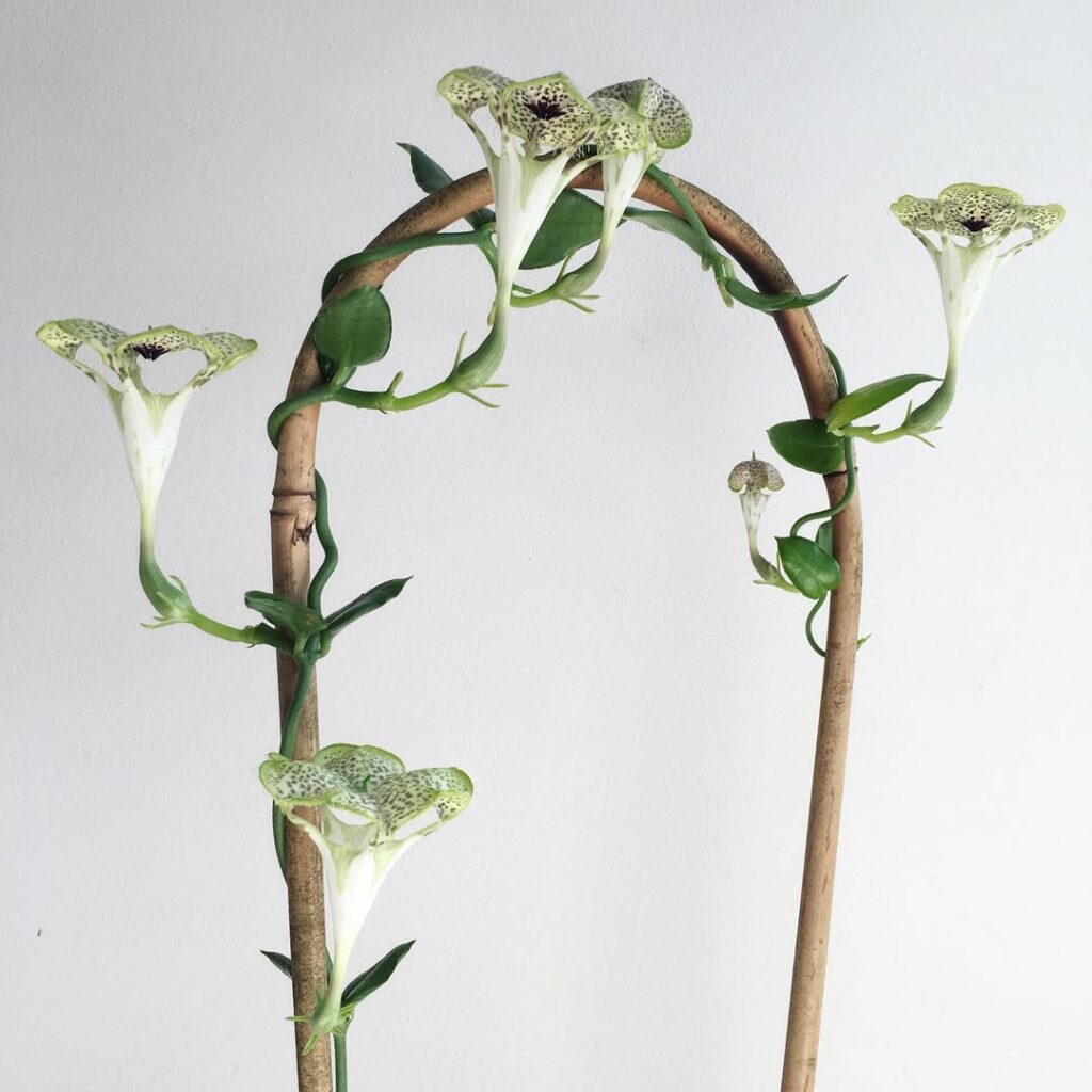 Ceropegia sandersonii