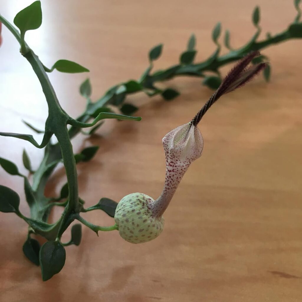 Ceropegia simoneae