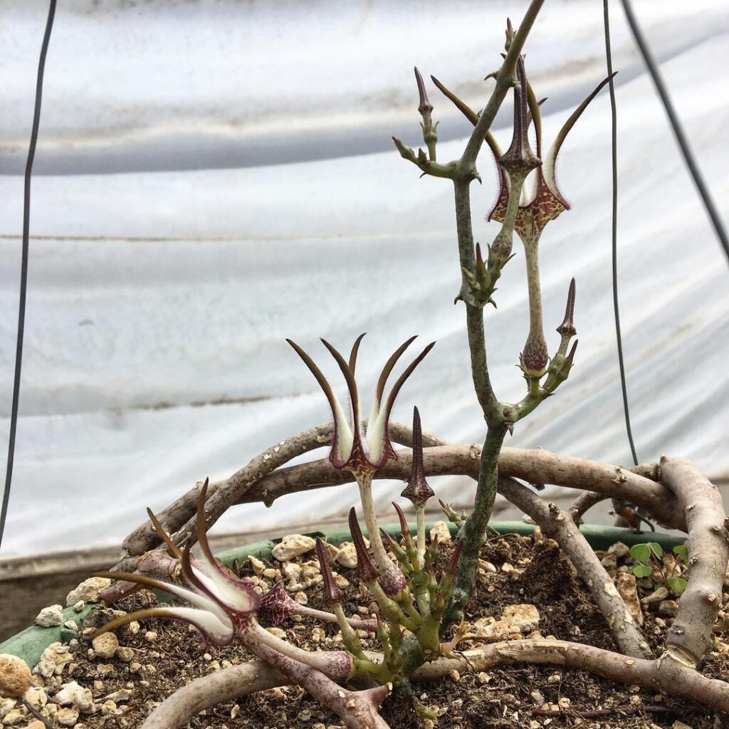 Ceropegia stapeliiformis