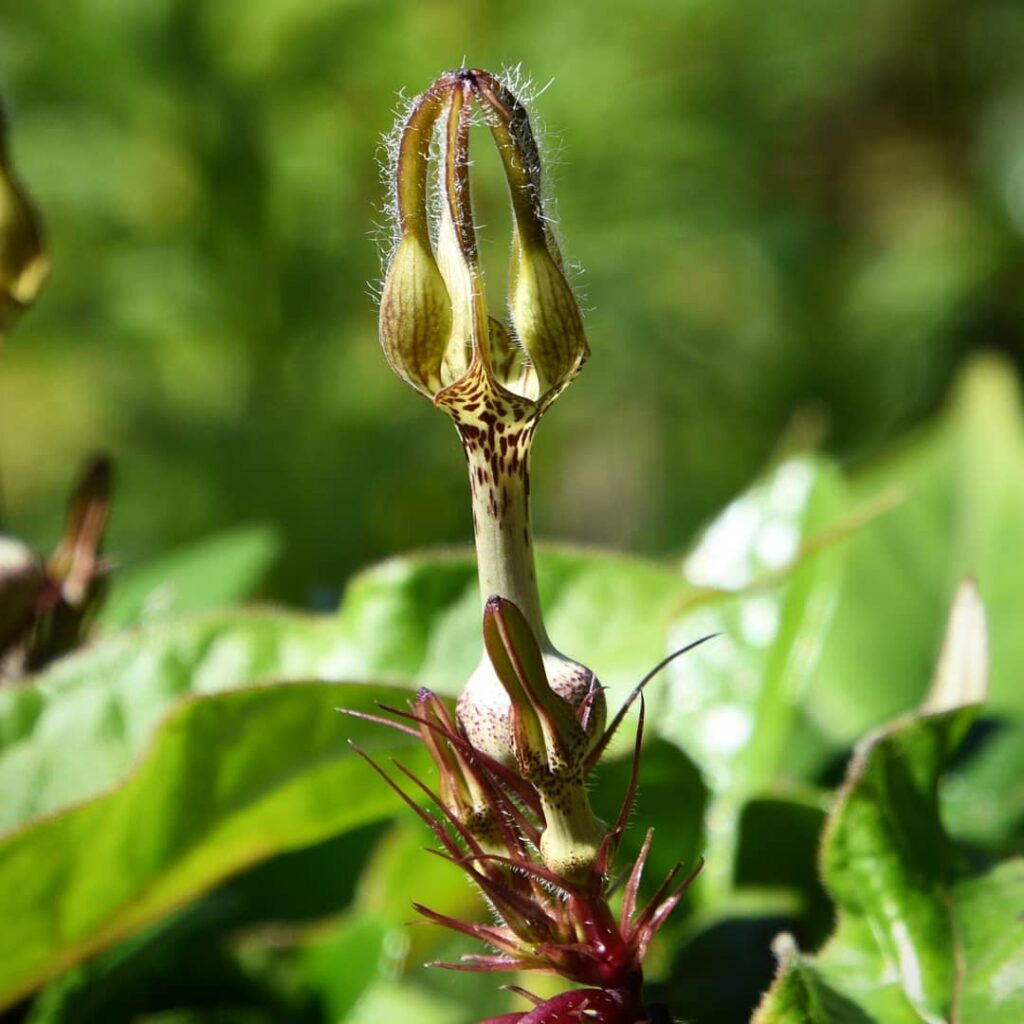 Ceropegia vincifolia