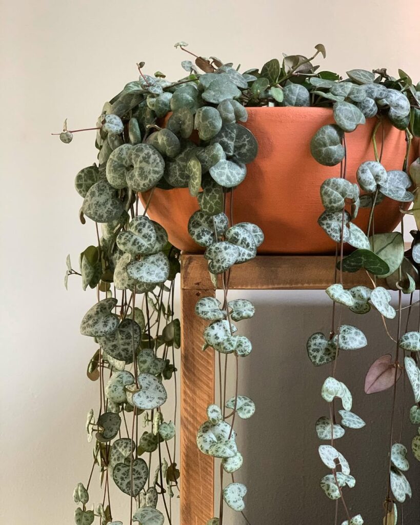 Ceropegia woodii