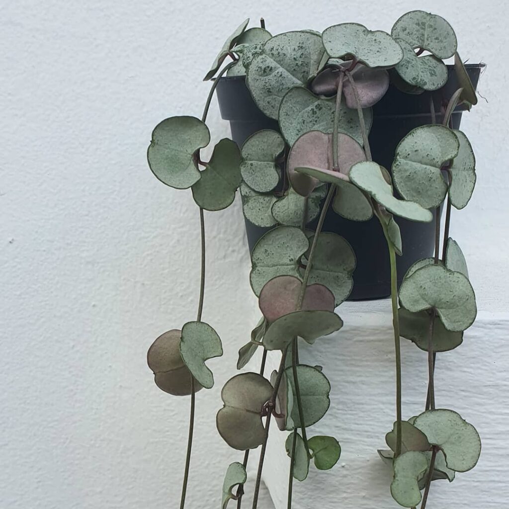 Ceropegia woodii Silver Glory