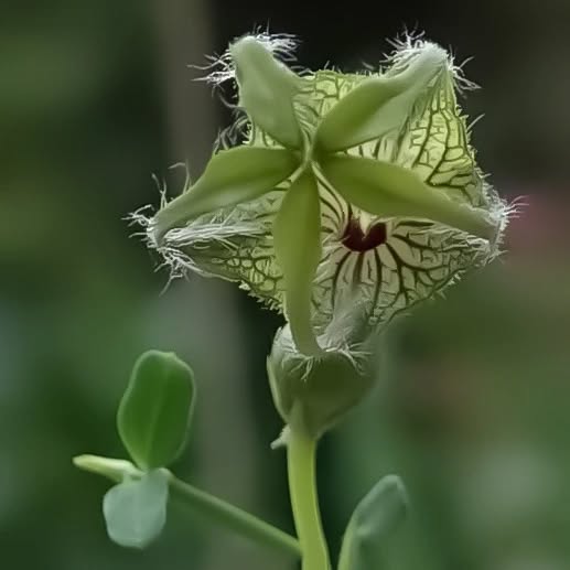Ceropegia zeyheri