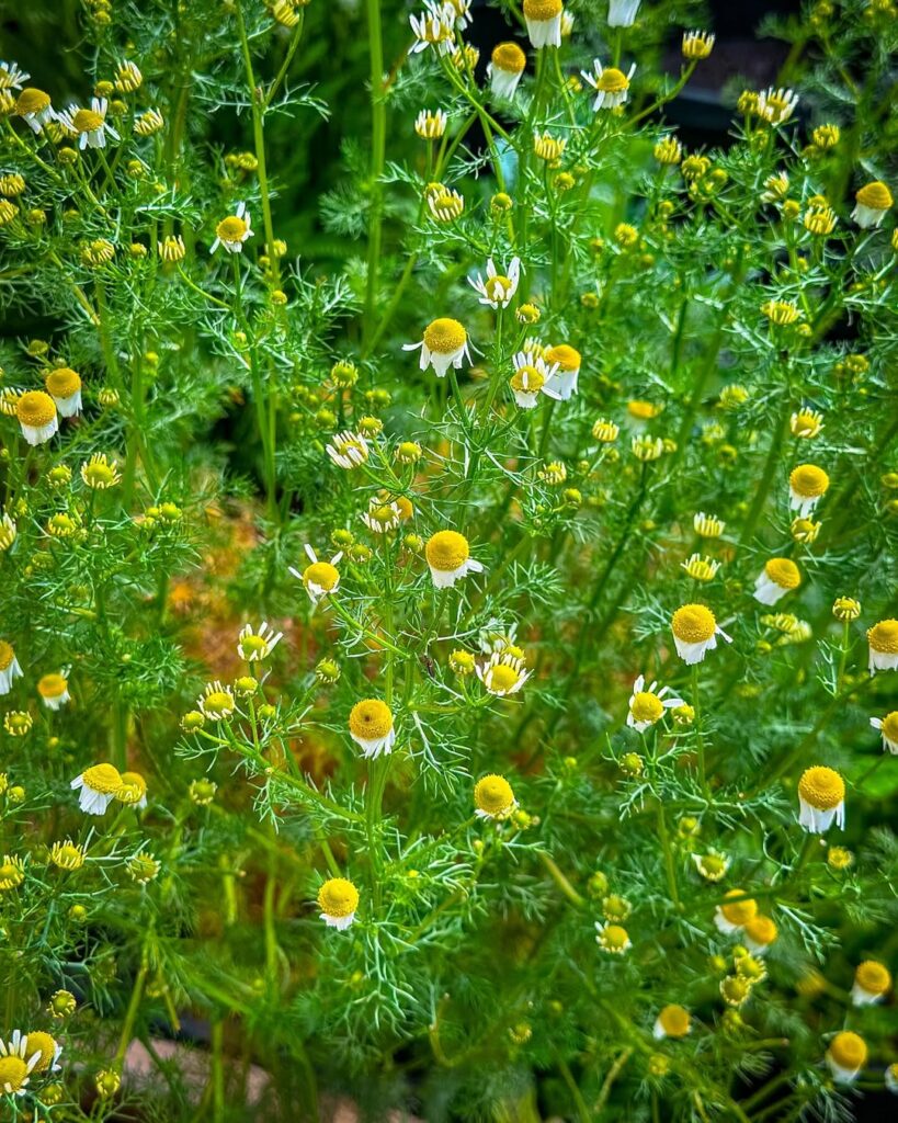 Chamomile