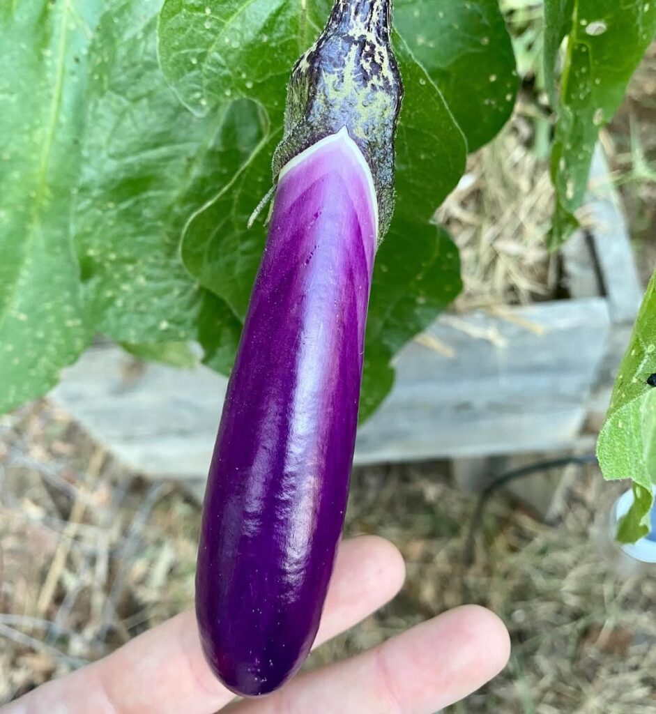 Chinese Eggplant