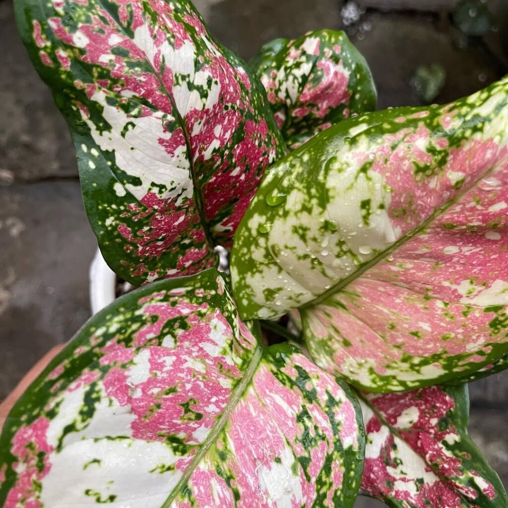 Chinese Evergreen