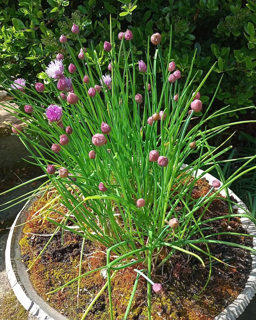 Chive