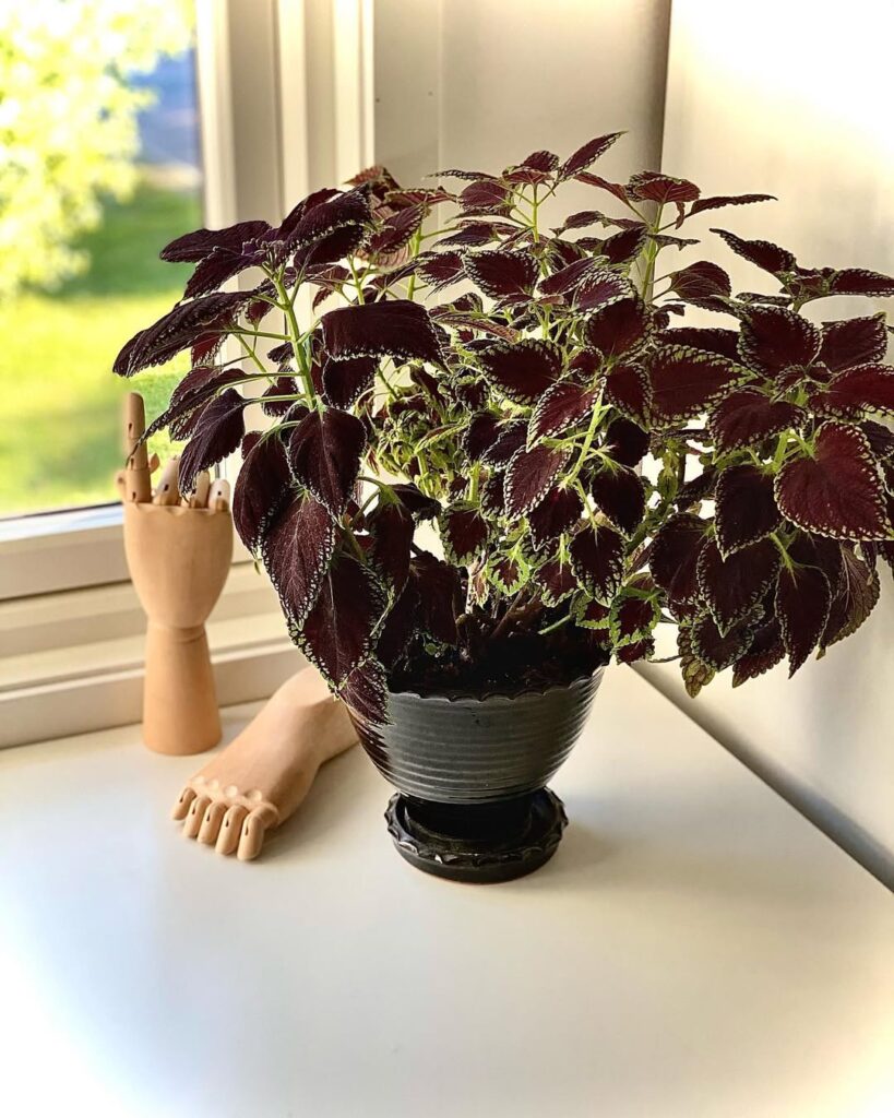 Chocolate Mint