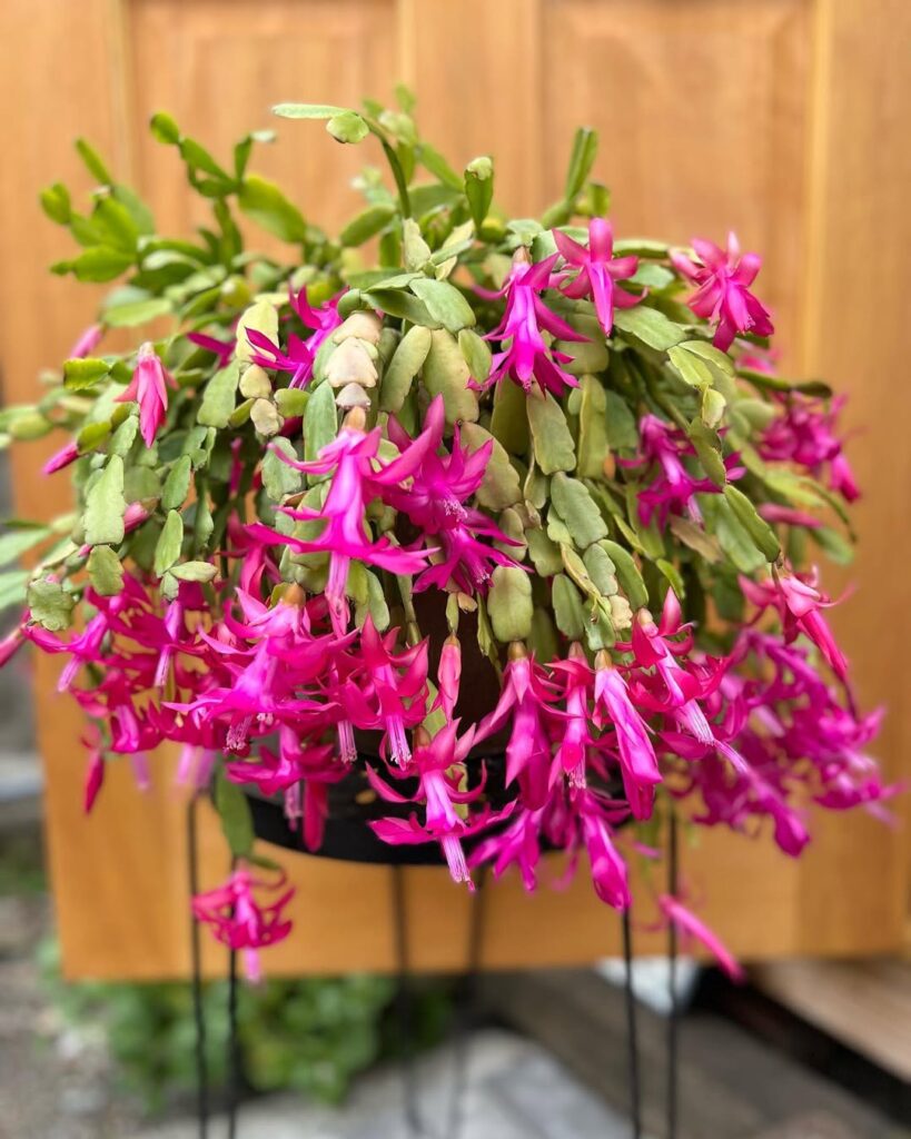 Christmas Cactus 1