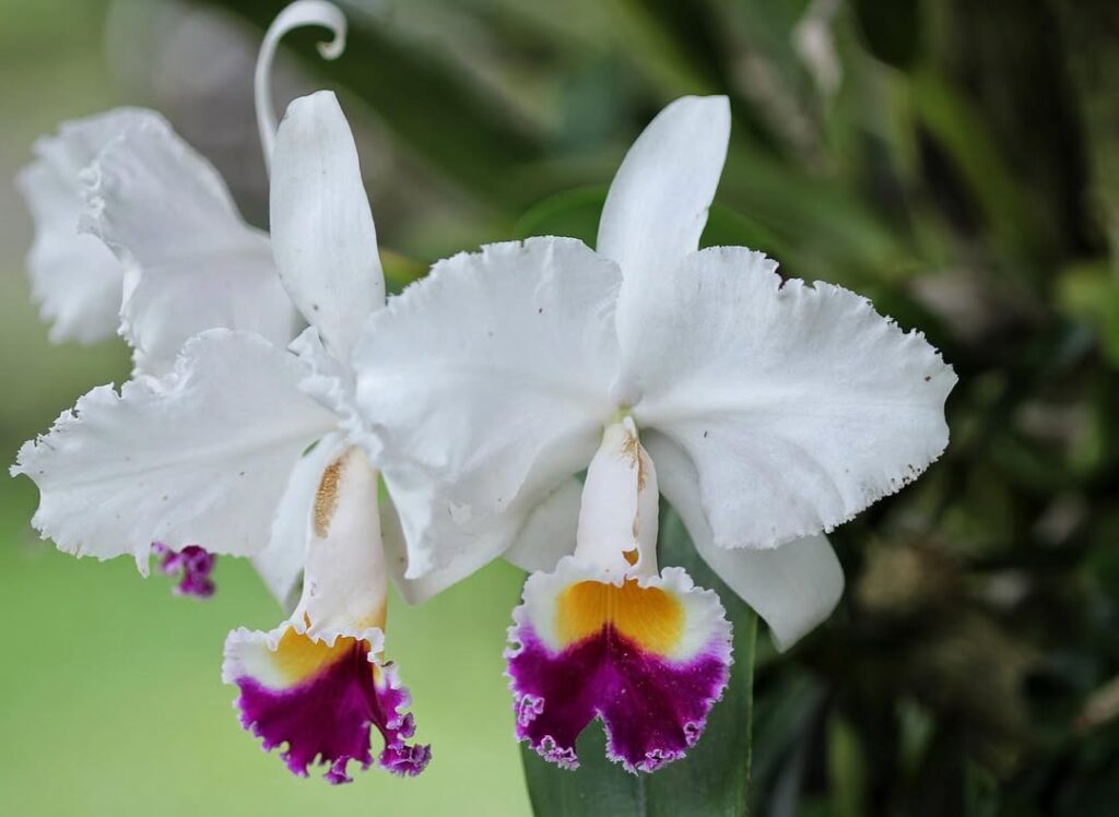 Christmas Orchid