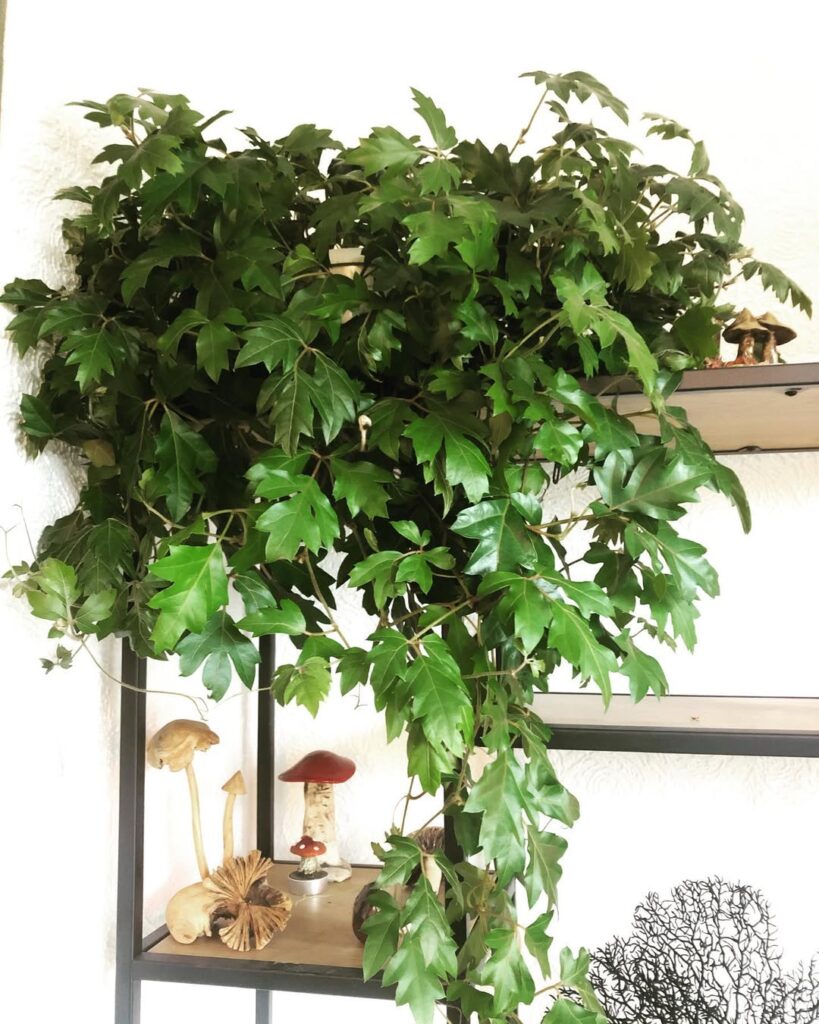 Cissus rhombifolia