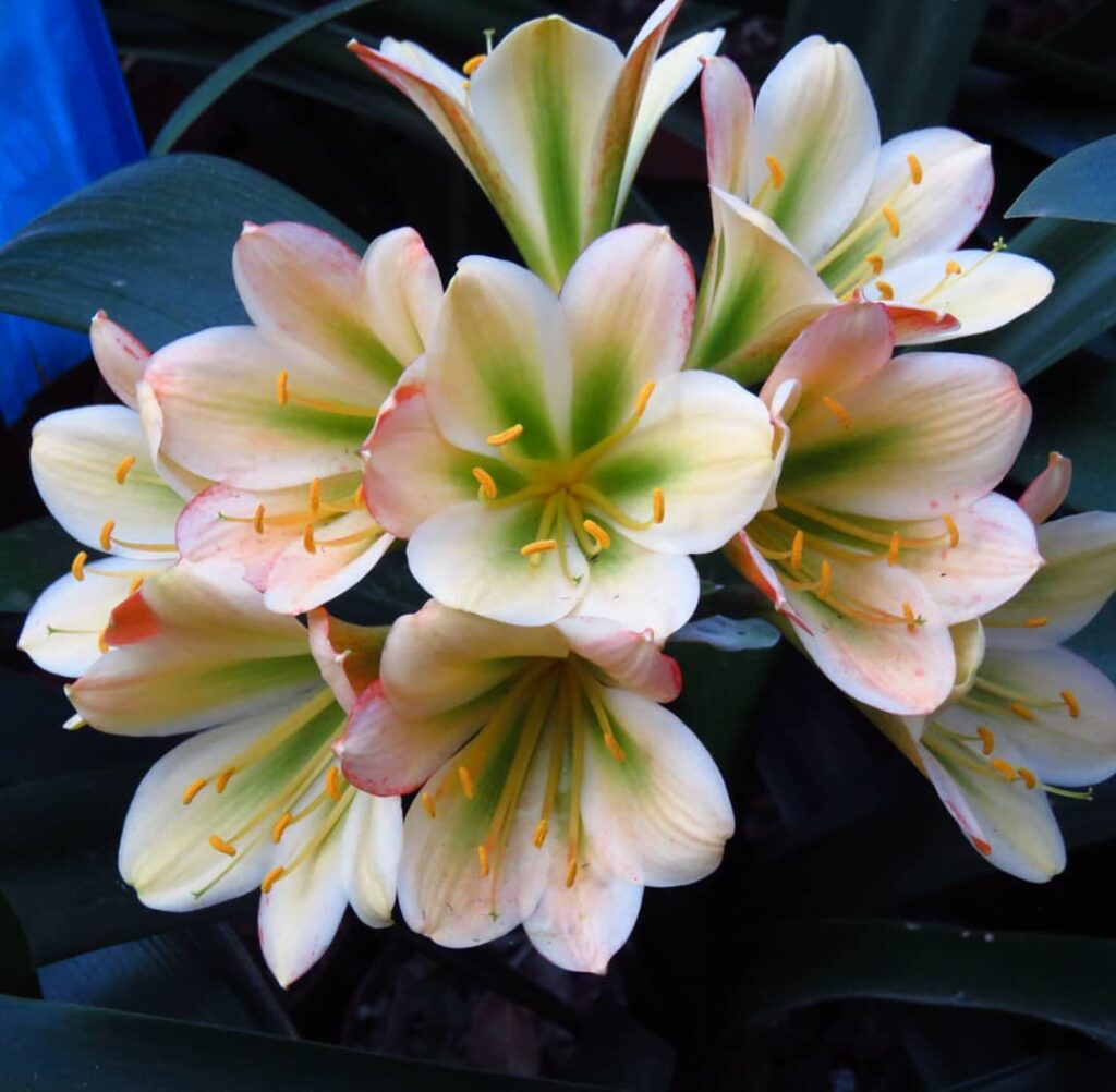 Clivia miniata 777 Green Storm