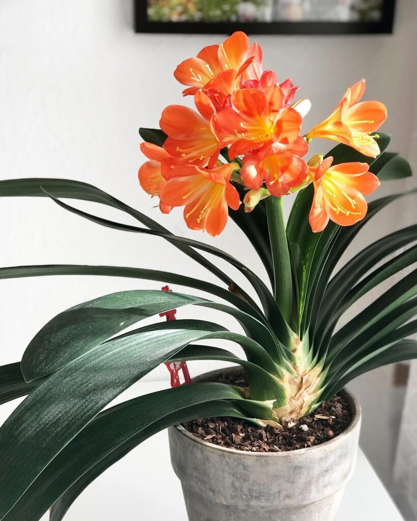 Clivia miniata