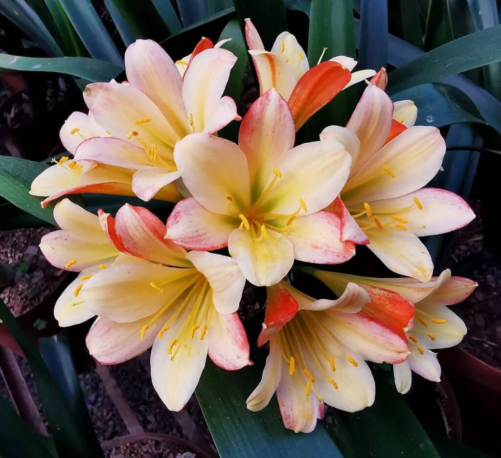 Clivia miniata Andrew Gibson