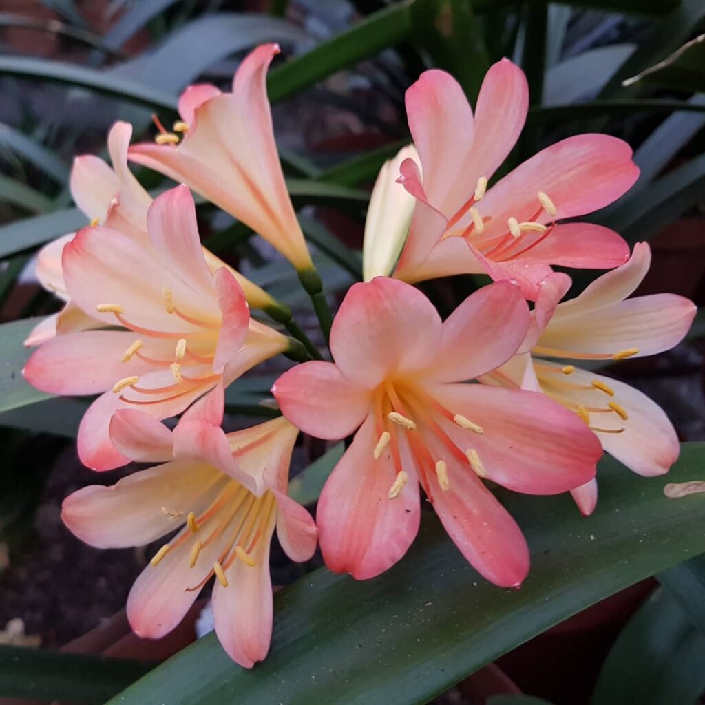 Clivia miniata Appleblossom Q4