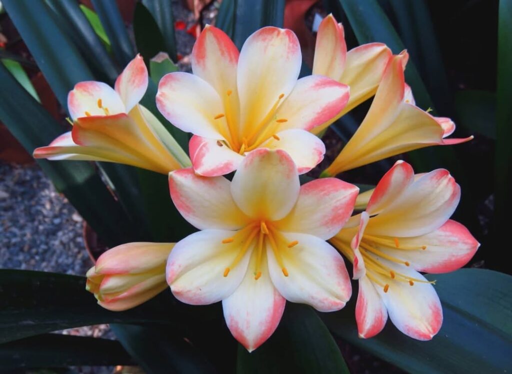 Clivia miniata Blonde Chiffon