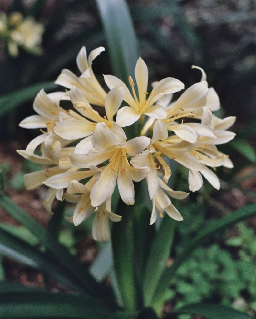 Clivia miniata Citrina