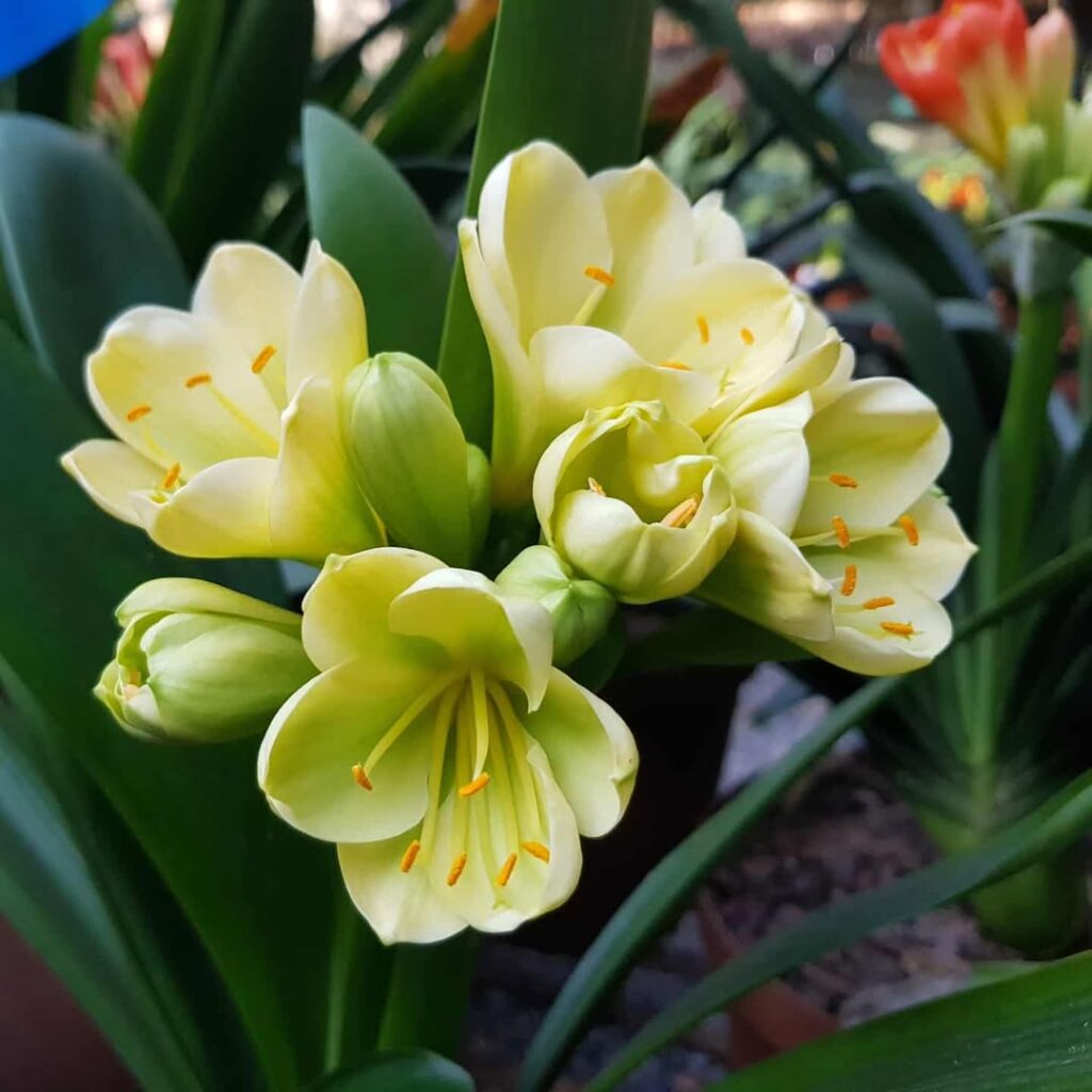 Clivia miniata Hattori Green Throat