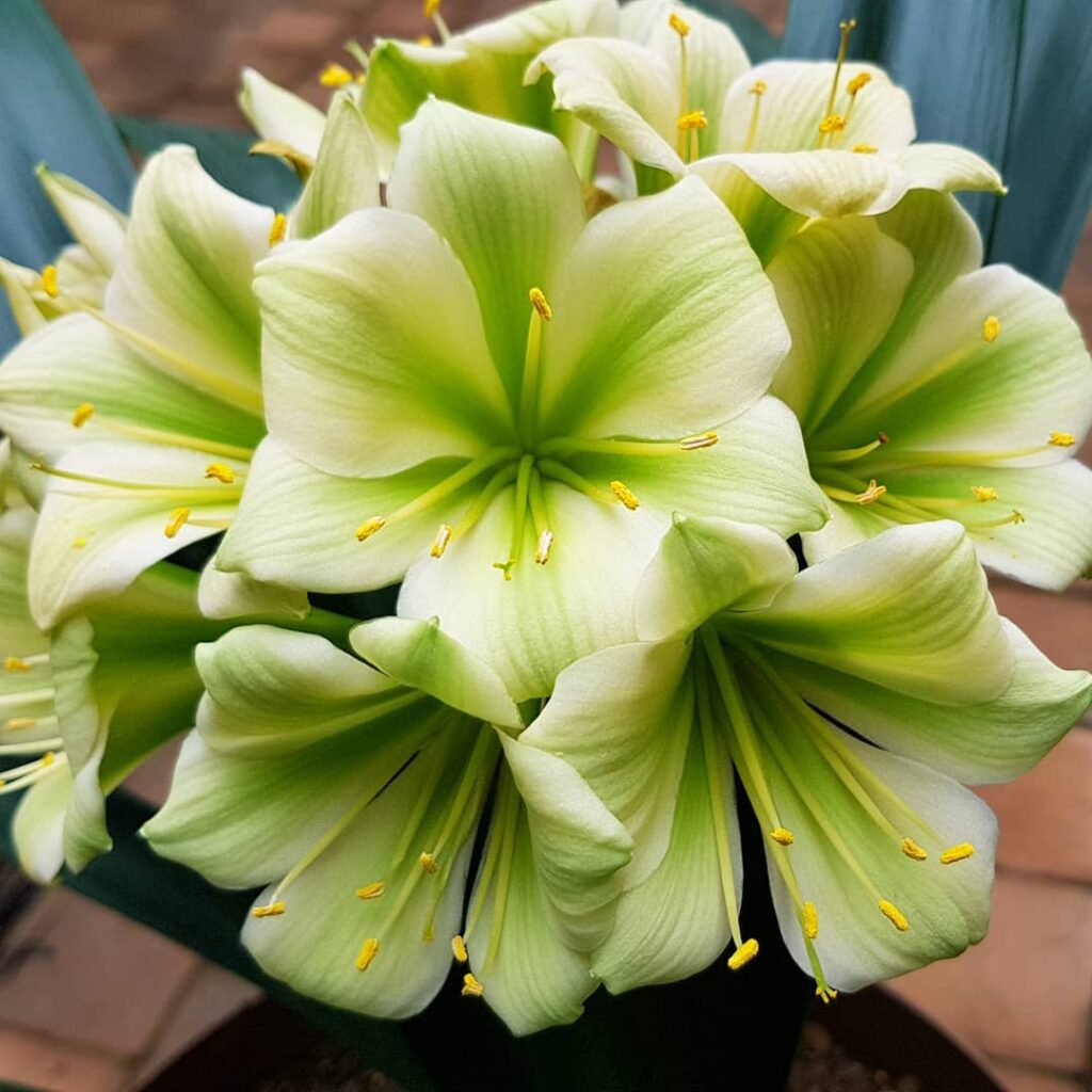 Clivia miniata Hirao