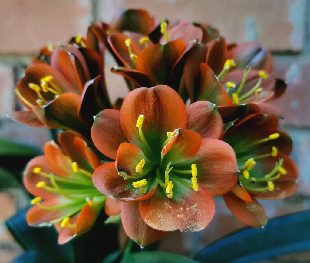 Clivia miniata JoanE Bronze