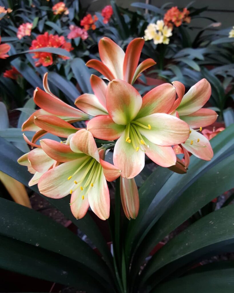 Clivia miniata Khaki Bomb