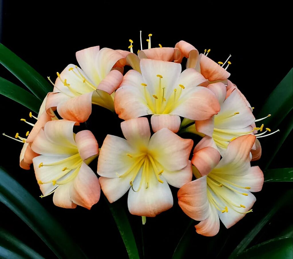 Clivia miniata Pink Sapphire