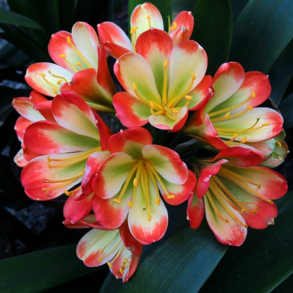 Clivia miniata Rabbit