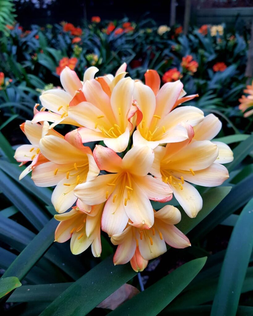 Clivia miniata Splash