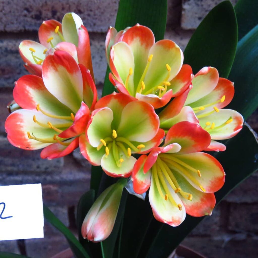 Clivia miniata Tanchoo Rabbit