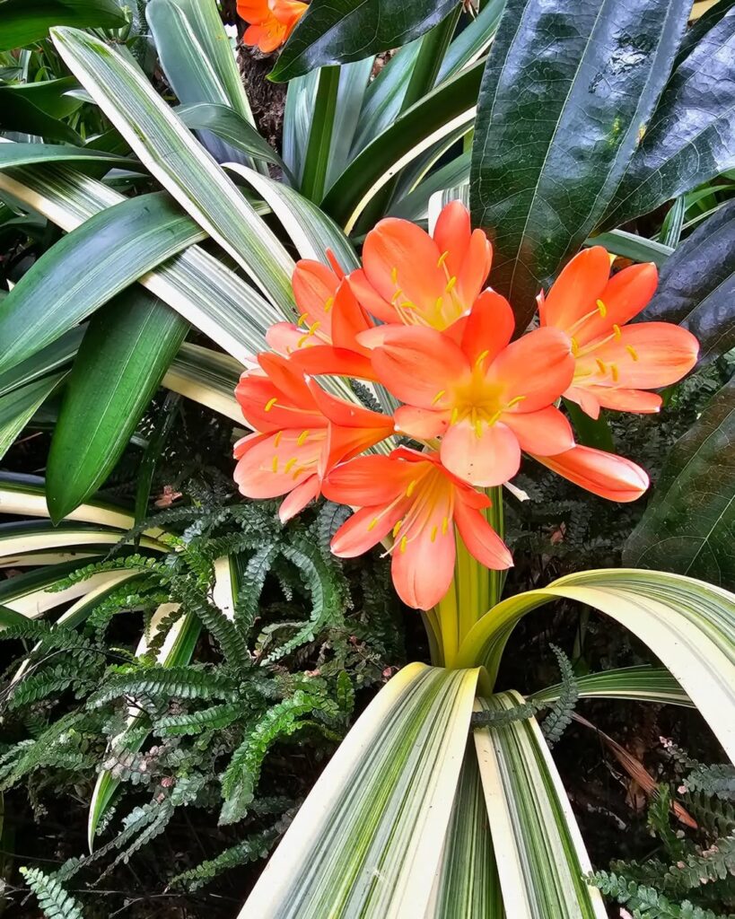 Clivia miniata Variegata