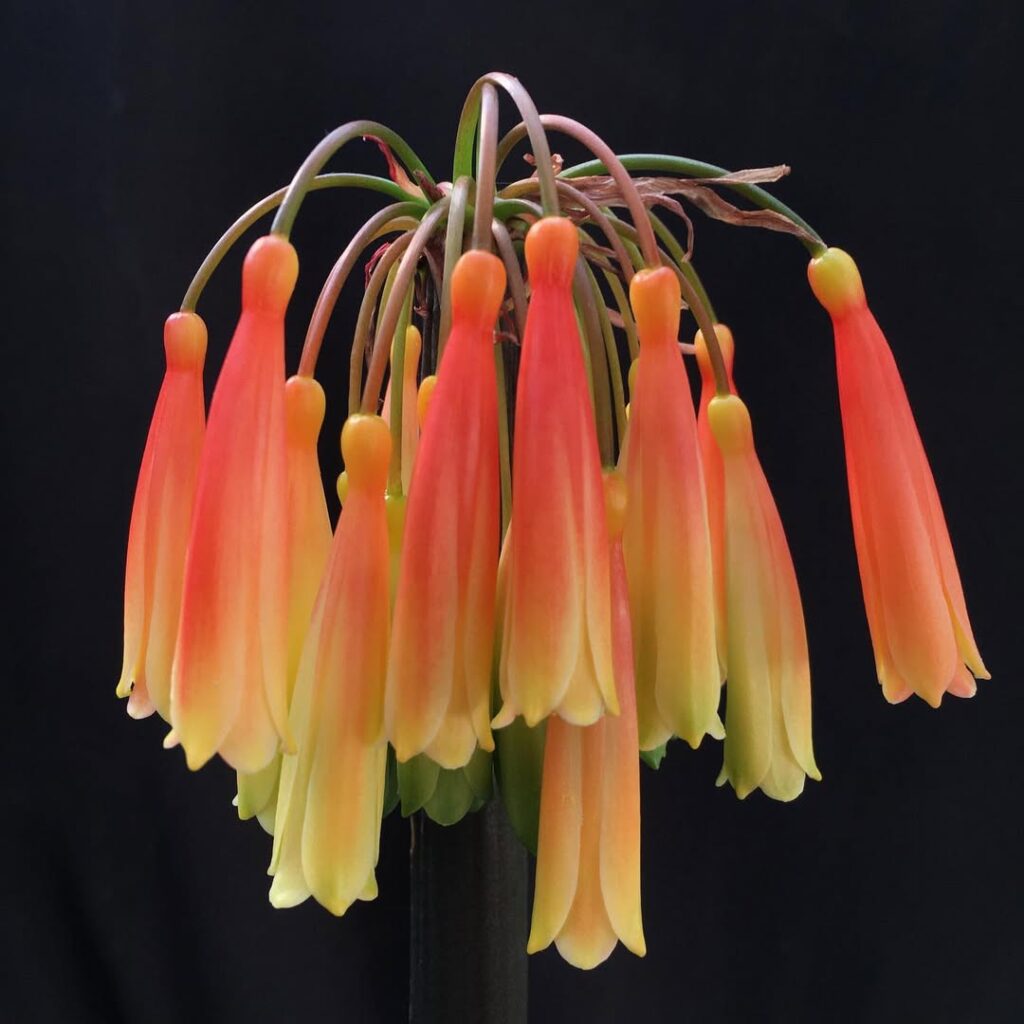 Clivia mirabilis