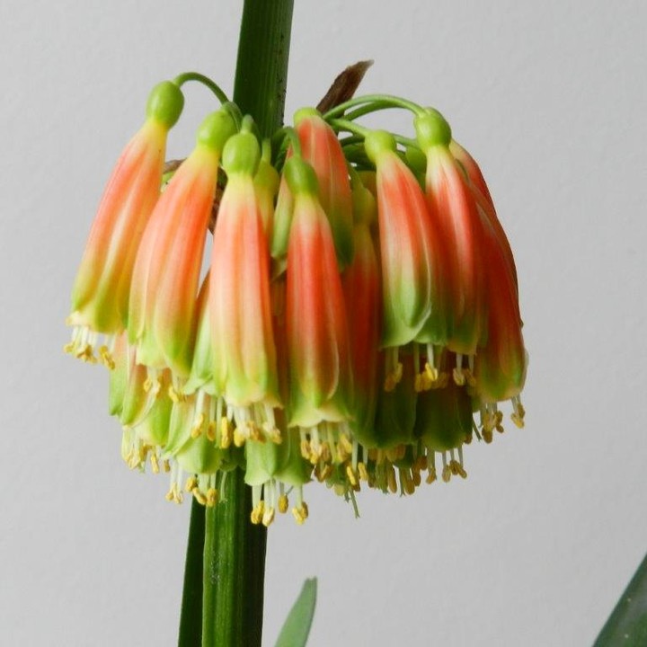 Clivia nobilis