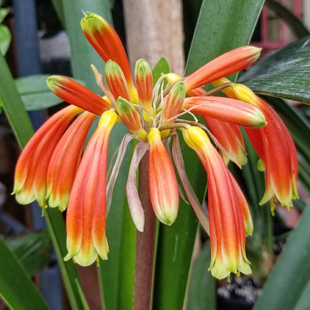 Clivia robusta