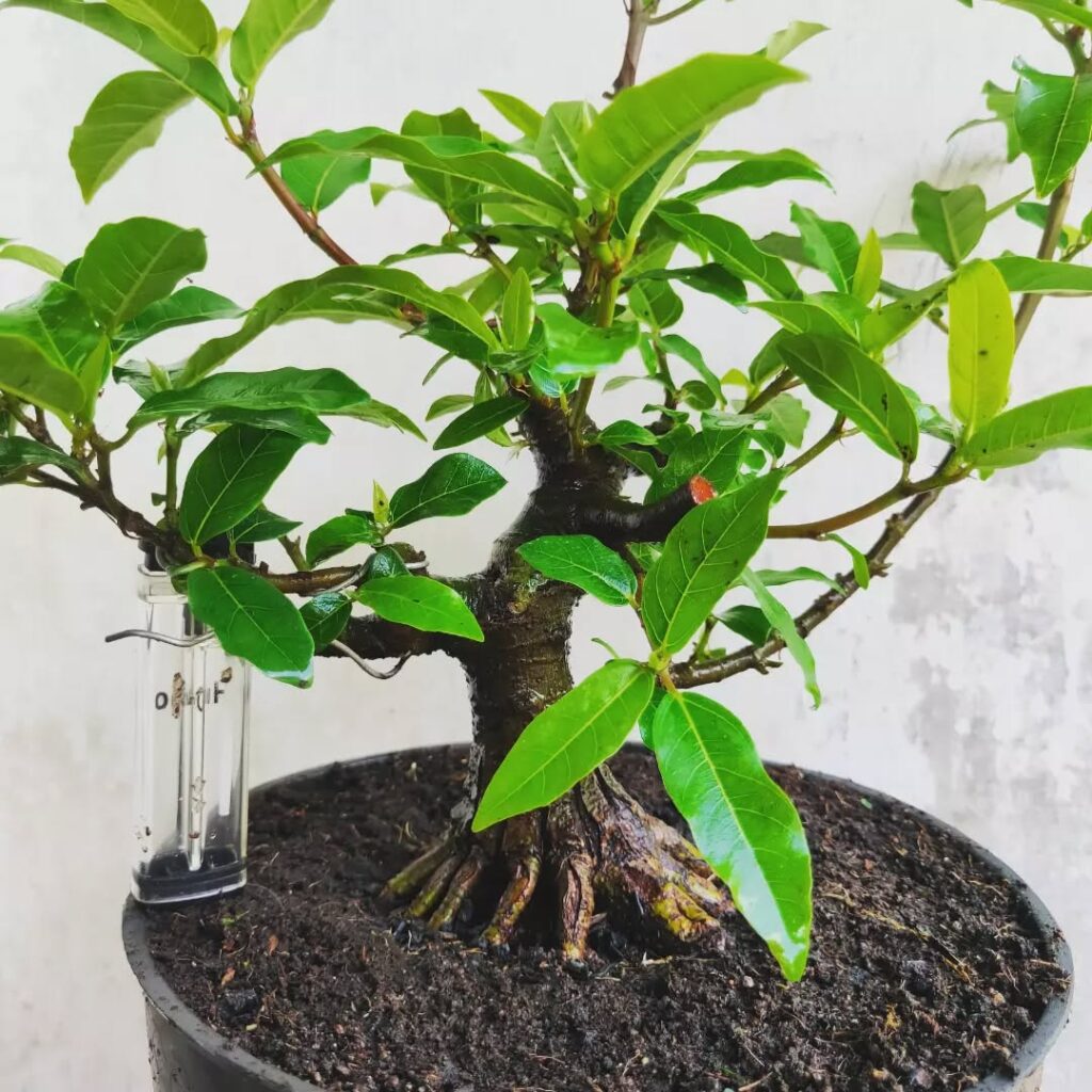 Cluster Fig