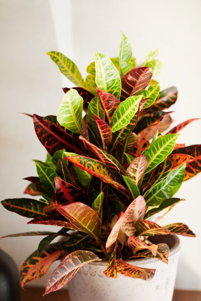 Codiaeum variegatum