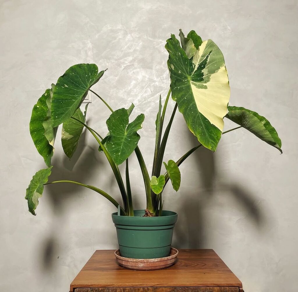 Colocasia