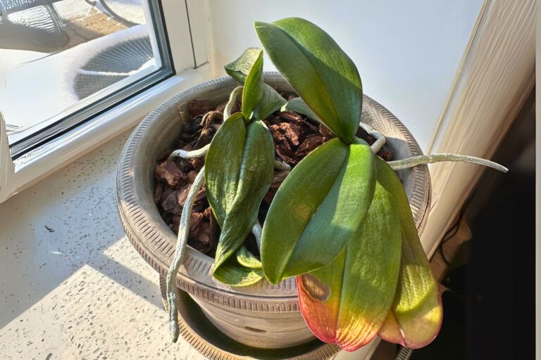 Common Problems With Phalaenopsis Orchids