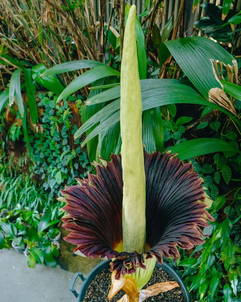 Corpse Flower
