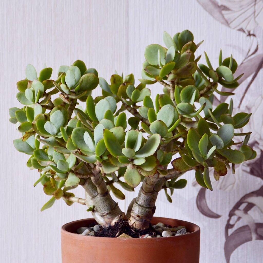 Crassula arborescens